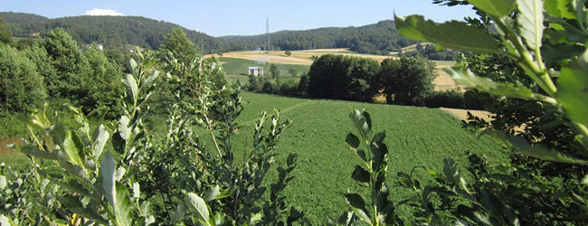 Bocca di Piazza – Marcellinara