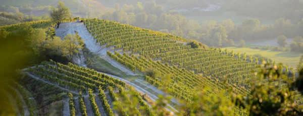 Gavi – Bosio